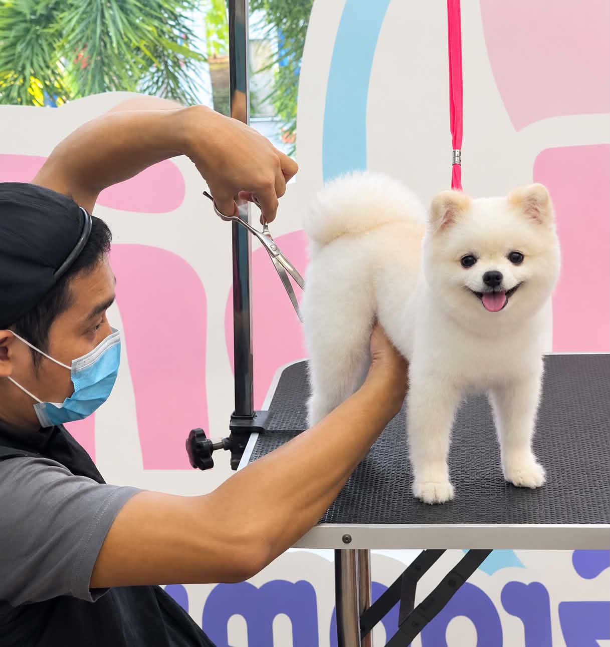 A groomer at Nose to Tail scissoring a white Pomeranian on the grooming table